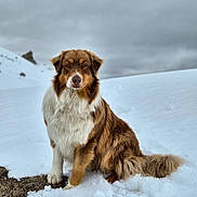 Timmy participe au concours pour gagner de l'argent avec cette photo : dog, snow, outdoor, animal, pet, winter, fur, nature, canine, landscape, cloudy_sky, sitting, mammal, brown_fur, white_fur, fluffy, cold, wildlife, portrait, scenery