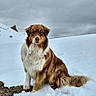 dog, snow, outdoor, animal, pet, winter, fur, nature, canine, landscape, cloudy_sky, sitting, mammal, brown_fur, white_fur, fluffy, cold, wildlife, portrait, scenery