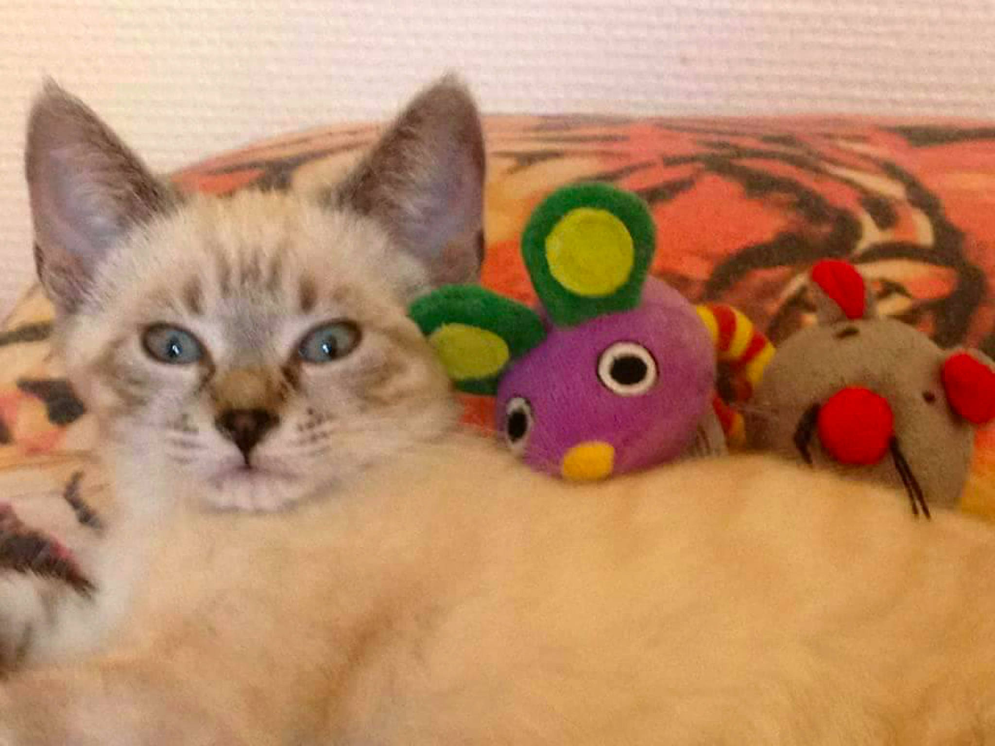 Mitzie a rejoint le concours — aidez-le/la à gagner de superbes lots ! art, carnivore, cat, cat_bed, cat_supply, couch, domestic_short_haired_cat, fawn, felidae, fur, paw, plush, small_to_medium_sized_cats, snout, stuffed_toy, tail, toy, visual_arts, whiskers, window