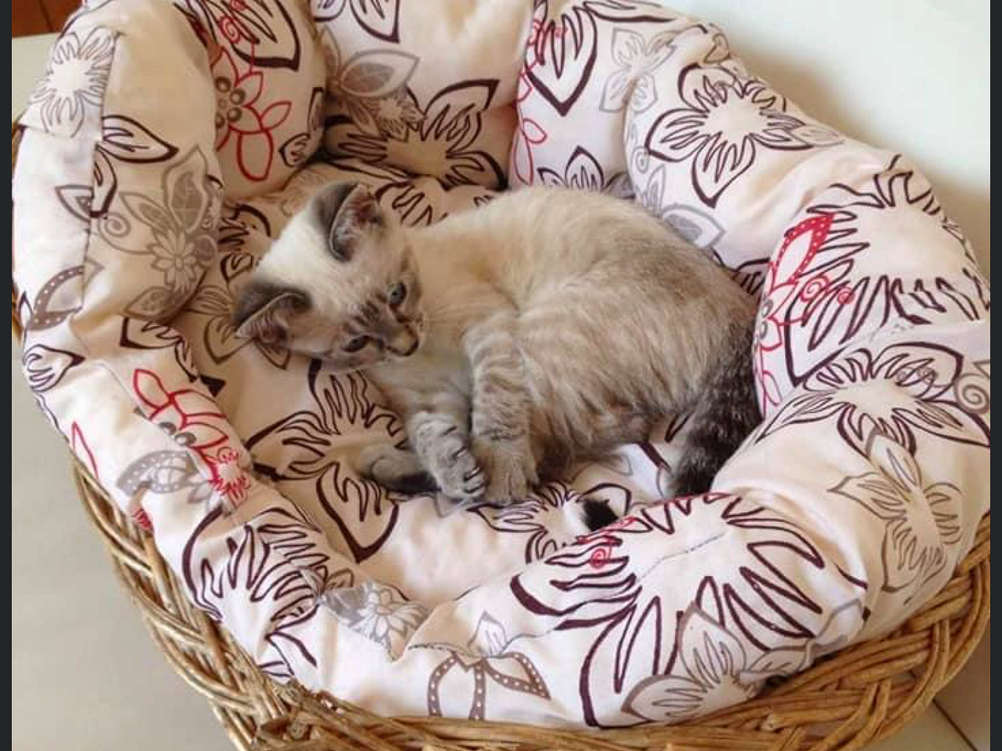 Mitzie participe au concours pour gagner de l'argent avec cette photo : basket, bedding, carnivore, cat, cat_bed, cat_supply, comfort, companion_dog, domestic_short_haired_cat, fawn, felidae, fur, linens, paw, serveware, small_to_medium_sized_cats, tail, textile, throw_pillow, whiskers