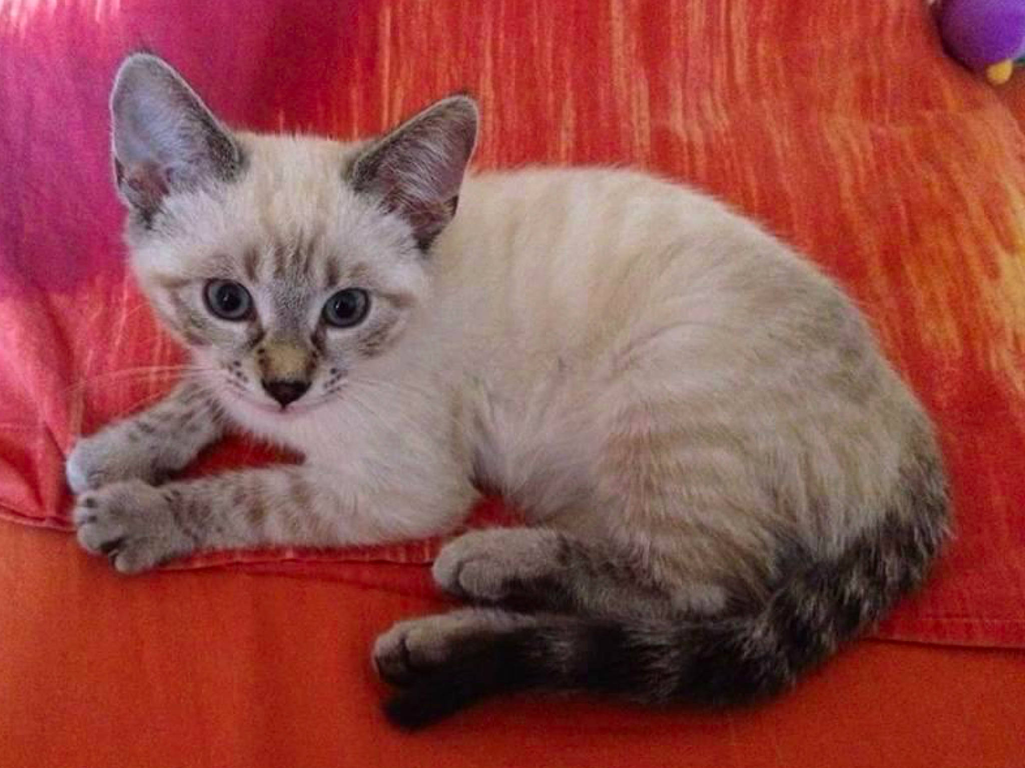 Mitzie a rejoint le concours — aidez-le/la à gagner de superbes lots ! balloon, carnivore, cat, cat_supply, comfort, domestic_short_haired_cat, fawn, felidae, fur, iris, paw, small_to_medium_sized_cats, snout, tail, whiskers, window