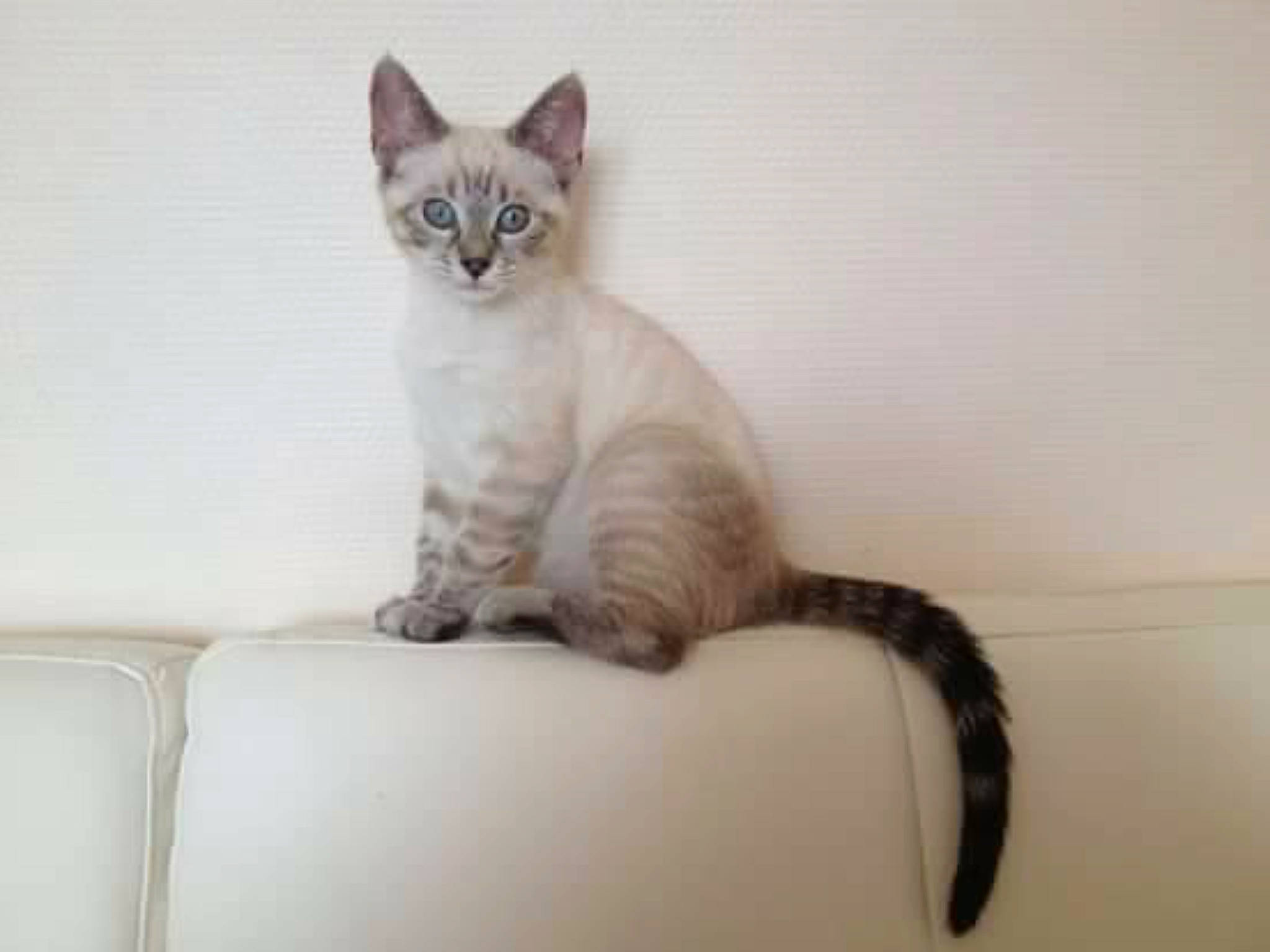 Mitzie a rejoint le concours — aidez-le/la à gagner de superbes lots ! carnivore, cat, cat_supply, claw, comfort, domestic_short_haired_cat, fawn, felidae, fur, paw, pet_supply, small_to_medium_sized_cats, snout, tail, terrestrial_animal, whiskers