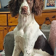 Chief is registered to the contest to win money with this photo: dog, brown_and_white, sitting, couch, indoor, wooden_furniture, framed_photo, child_photo, pet, living_room, cozy, attentive, ears, fur, eyes, nose, paws, blanket, cushion, decor