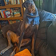 Bearex is registered to the contest to win money with this photo: books, bookshelf, brown_couch, canine, chain_collar, couch, curious, doberman, dog, domestic, furniture, head_tilt, indoor, living_room, orange, paw, pet, rope_toy, seated, toy
