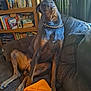 books, bookshelf, brown_couch, canine, chain_collar, couch, curious, doberman, dog, domestic, furniture, head_tilt, indoor, living_room, orange, paw, pet, rope_toy, seated, toy