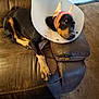 animal, bandage, black_and_tan, canine, carpet, comfort, cone, dog, domestic, ear_wrap, furniture, home, indoor, injury, leather_chair, paw, pet, relaxing, resting, sad