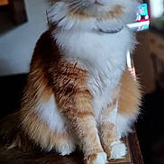 Robin participe au concours pour gagner de l'argent avec cette photo : cat, orange_cat, white_cat, fluffy_fur, wide_eyes, sitting, wooden_surface, indoor, pet, feline, curious, portrait, animal, whiskers, ears, domestic_cat, fur_texture, close_up, cute, alert