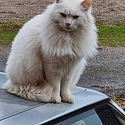 Gaspard participe au concours pour gagner de l'argent avec cette photo : cat, white_cat, fluffy, animal, pet, outdoor, car_roof, gravel, grass, feline, sitting, fur, nature, quiet, still_life, domestic_animal, cute, soft, wildlife, portrait