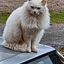 cat, white_cat, fluffy, animal, pet, outdoor, car_roof, gravel, grass, feline, sitting, fur, nature, quiet, still_life, domestic_animal, cute, soft, wildlife, portrait