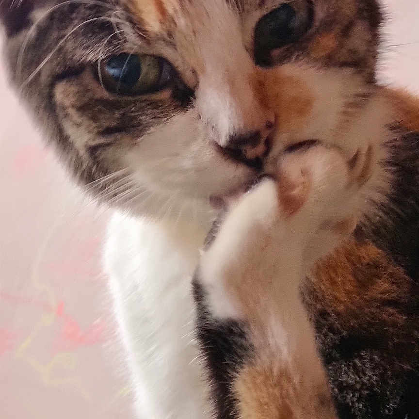 Pepette participe au concours pour gagner de l'argent avec cette photo : animal, calico, cat, close_up, curious, cute, domestic_cat, face, feline, fur, indoor, paw, pet, pink_background, playful, portrait, soft_light, tabby, whiskers, young_cat