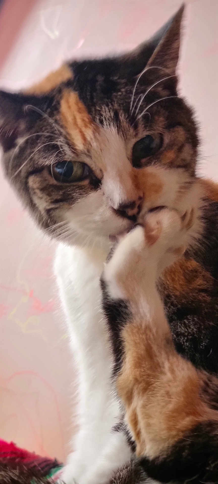 Pepette participe au concours pour gagner de l'argent avec cette photo : cat, close_up, paw, fur, curious, whiskers, indoor, pet, animal, calico, face, cute, feline, soft_light, portrait, tabby, playful, domestic_cat, young_cat, pink_background