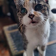 Pepette a rejoint le concours — aidez-le/la à gagner de superbes lots ! cat, tabby, pet, animal, whiskers, ears, eyes, mouth, fur, curious, close_up, indoor, standing, paws, focus, blurry_background, table, vintage, domestic_cat, looking