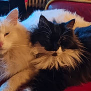 Biscotte a rejoint le concours — aidez-le/la à gagner de superbes lots ! cat, fluffy_cat, white_cat, black_and_white_cat, pets, feline, indoor, resting, cozy, fur, closeup, animal, cute, companion, relaxed, domestic_animal, friendship, two_animals, soft, couch