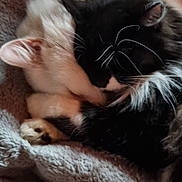 Biscotte participe au concours pour gagner de l'argent avec cette photo : animal, black_and_white_cat, blanket, cat, closeup, comfort, companion, cozy, cute, friendship, fur, furry, indoors, pets, relaxation, resting, sleeping, snuggling, soft, white_cat