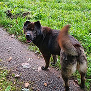 Rita participe au concours pour gagner de l'argent avec cette photo : animal, autumn, canine, daylight, dog, forest, fur, grass, greenery, happy, leaf, nature, outdoor, park, path, pet, scenery, smiling, tail, walking