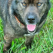 Rita a rejoint le concours — aidez-le/la à gagner de superbes lots ! dog, canine, animal, pet, outdoor, grass, tongue, fur, brown, black, ears, collar, muzzle, happy, nature, closeup, portrait, looking, playful, friendly