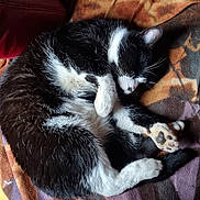 Papuche a rejoint le concours — aidez-le/la à gagner de superbes lots ! cat, sleeping, black_and_white, fur, blanket, patterned, cozy, indoor, resting, paw, cute, pet, animal, whiskers, closeup, relaxing, soft, domestic_cat, quiet, warm