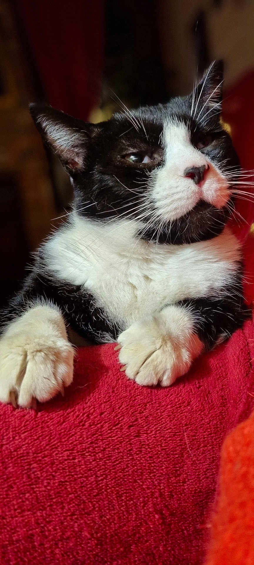 Papuche participe au concours pour gagner de l'argent avec cette photo : cat, black_and_white, feline, pet, animal, whiskers, paws, fur, close_up, indoor, red_blanket, relaxed, cute, mammal, portrait, domestic_animal, resting, soft_texture, sleepy, cozy
