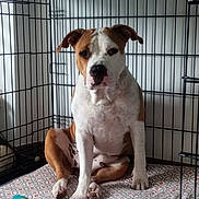 Kyra participe au concours pour gagner de l'argent avec cette photo : dog, crate, pet, animal, cage, brown, white, toy, indoor, patterned_bed, canine, paw, ears, snout, sitting, resting, furniture, home, domestic, companion