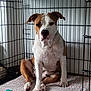 dog, crate, pet, animal, cage, brown, white, toy, indoor, patterned_bed, canine, paw, ears, snout, sitting, resting, furniture, home, domestic, companion