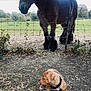 Aton a rejoint le concours — aidez-le/la à gagner de superbes lots ! puppy, dog, horse, fence, leash, outdoor, grass, field, tree, animal, nature, brown, pet, young_dog, mammal, curious, ground, rural, leaves, daylight