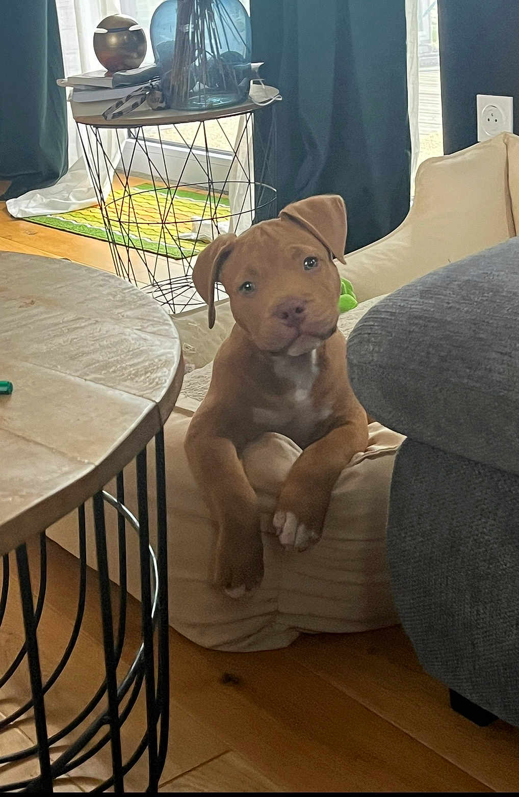 Aton participe au concours pour gagner de l'argent avec cette photo : puppy, dog, brown_dog, pet, indoor, cushion, table, wooden_floor, curtains, decor, vase, side_table, furniture, cozy, living_room, head_tilt, cute, animal, domestic_animal, young_dog