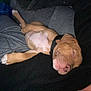 Aton participe au concours pour gagner de l'argent avec cette photo : puppy, dog, sleeping, pet, lap, relaxed, brown, white, collar, fur, indoor, cozy, couch, blanket, person, comfort, cute, animal, resting, peaceful