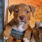 Aton a rejoint le concours — aidez-le/la à gagner de superbes lots ! puppy, dog, brown, cute, pet, animal, young, paws, metal_gate, close_up, indoor, fur, nose, ears, looking, face, whiskers, background, bedding, companionship