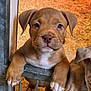puppy, dog, brown, cute, pet, animal, young, paws, metal_gate, close_up, indoor, fur, nose, ears, looking, face, whiskers, background, bedding, companionship