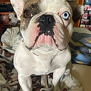 Bidjou a rejoint le concours — aidez-le/la à gagner de superbes lots ! dog, french_bulldog, pet, indoor, blanket, brown_eye, blue_eye, close_up, face, fur, sitting, cozy, animal, canine, domestic, portrait, household, background, furniture, unique_eyes
