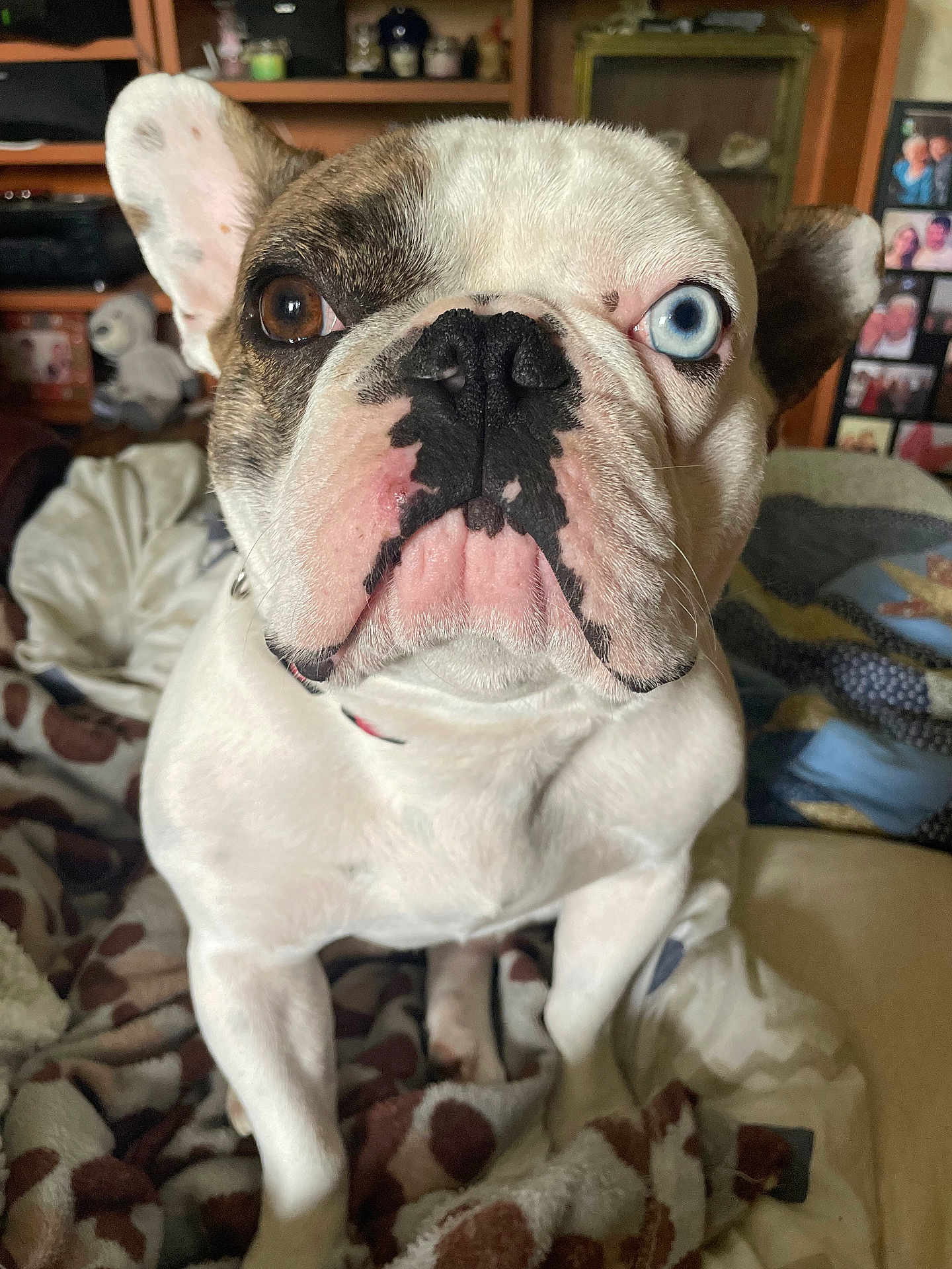 Bidjou a rejoint le concours — aidez-le/la à gagner de superbes lots ! dog, french_bulldog, pet, indoor, blanket, brown_eye, blue_eye, close_up, face, fur, sitting, cozy, animal, canine, domestic, portrait, household, background, furniture, unique_eyes