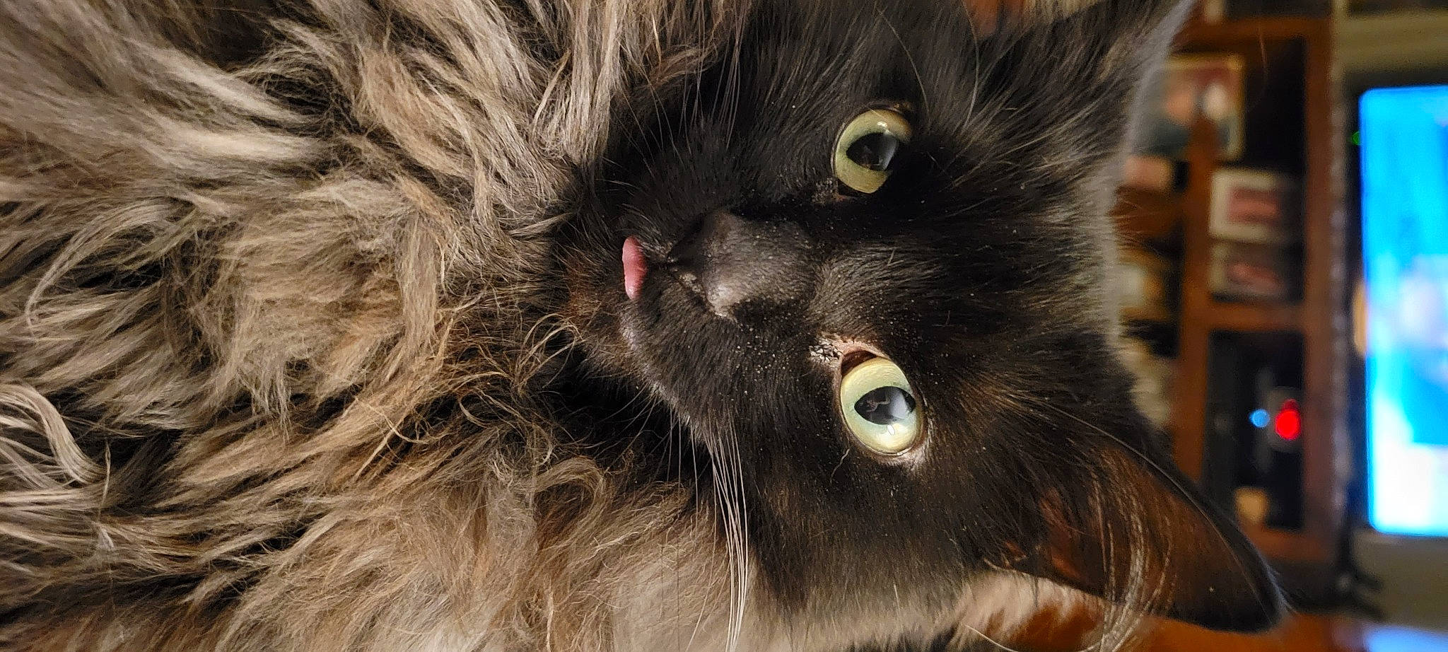 Duncan joined the competition — help win amazing prizes! black_cat, carnivore, cat, claw, domestic_short_haired_cat, ear, felidae, fur, iris, paw, small_to_medium_sized_cats, snout, terrestrial_animal, whiskers, wildlife