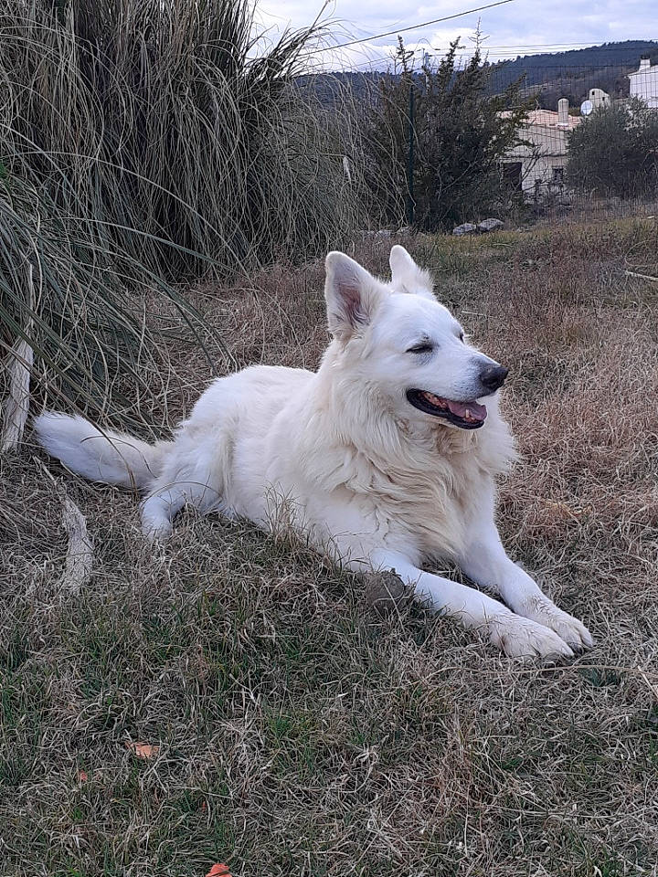 Harlem participe au concours pour gagner de l'argent avec cette photo : ancient_dog_breeds, canidae, carnivore, cloud, companion_dog, dog, dog_breed, fang, fawn, grass, non_sporting_group, plant, sky, sporting_group, tail, terrestrial_animal, tree, working_animal, working_dog