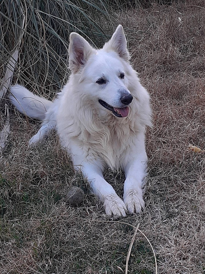 Harlem participe au concours pour gagner de l'argent avec cette photo : ancient_dog_breeds, canidae, carnivore, companion_dog, dog, dog_breed, fang, fur, grass, non_sporting_group, snout, sporting_group, tail, terrestrial_animal, working_animal, working_dog