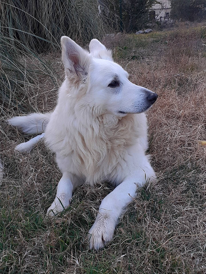 Harlem participe au concours pour gagner de l'argent avec cette photo : ancient_dog_breeds, canidae, canis, canis_lupus_tundrarum, carnivore, companion_dog, dog, dog_breed, fur, grass, non_sporting_group, plant, sporting_group, tail, terrestrial_animal, tree, volpino_italiano, white_shepherd, working_animal, working_dog