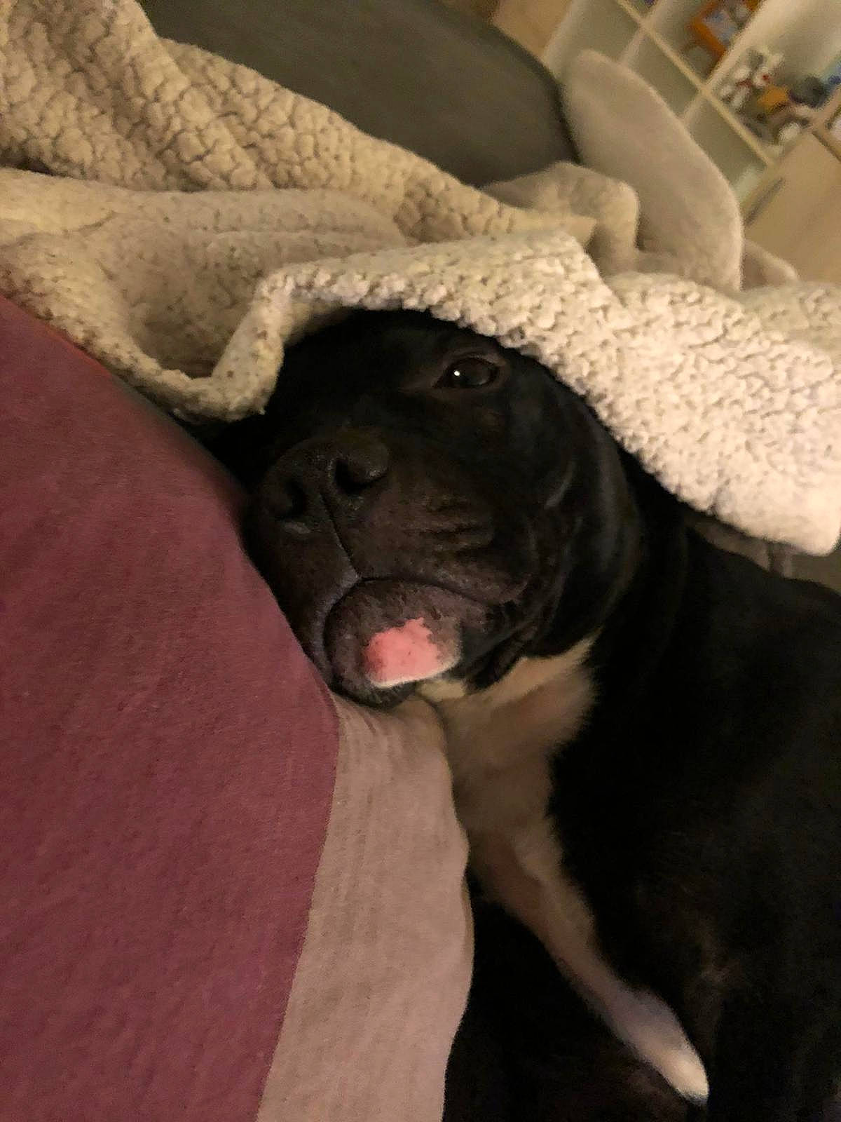 Scarface participe au concours pour gagner de l'argent avec cette photo : borador, canidae, carnivore, comfort, companion_dog, couch, dog, dog_breed, fawn, flesh, fur, liver, mammal, non_sporting_group, sporting_group, terrestrial_animal, toy_dog, whiskers, working_animal, wrinkle