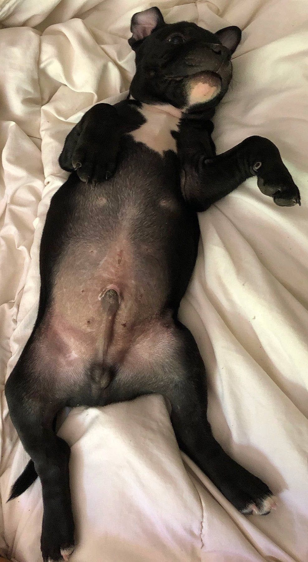 Scarface participe au concours pour gagner de l'argent avec cette photo : canidae, carnivore, comfort, companion_dog, dog, dog_breed, ear, fawn, gesture, grey, jaw, linens, nap, snout, sporting_group, tail, toy_dog, trunk, whiskers, working_animal