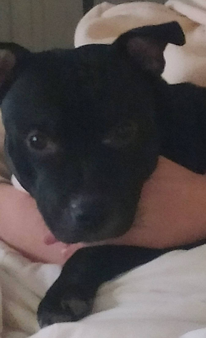 Scarface a rejoint le concours — aidez-le/la à gagner de superbes lots ! borador, canidae, carnivore, comfort, companion_dog, dog, dog_breed, ear, fawn, non_sporting_group, puppy, sporting_group, terrestrial_animal, whiskers, working_animal