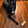 Ghost joined the competition — help win amazing prizes! dog, black_dog, pet, animal, tongue_out, floor, wooden_floor, toy, bone_toy, indoor, playful, canine, collar, looking_at_camera, ears_up, lying_down, domestic_animal, happy, friendly, companion
