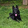 Ghost is registered to the contest to win money with this photo: dog, black_dog, german_shepherd, grass, outdoor, nature, animal, pet, tongue_out, canine, forest, tree, laying_down, happy, fur, ears, muzzle, collar, greenery, park