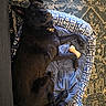 dog, black_dog, dog_bed, toy, bone_toy, carpet, indoor, pet, animal, paw_prints, resting, lying_down, cozy, furniture, collar, comfort, domestic_animal, cute, relaxed, home