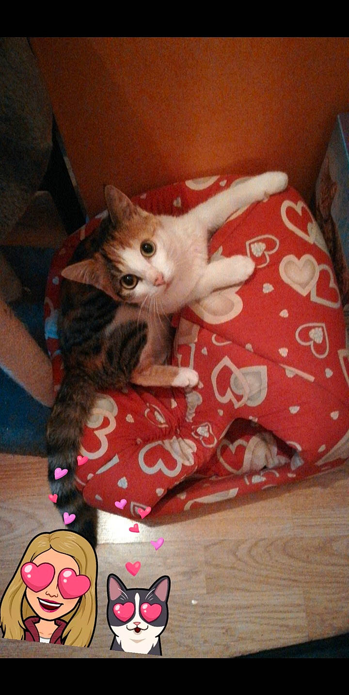 Cheryl a rejoint le concours — aidez-le/la à gagner de superbes lots ! asian, carnivore, cat, domestic_short_haired_cat, european_shorthair, fawn, felidae, german_rex, kitten, mammal, pink, singapura, small_to_medium_sized_cats, tail, whiskers