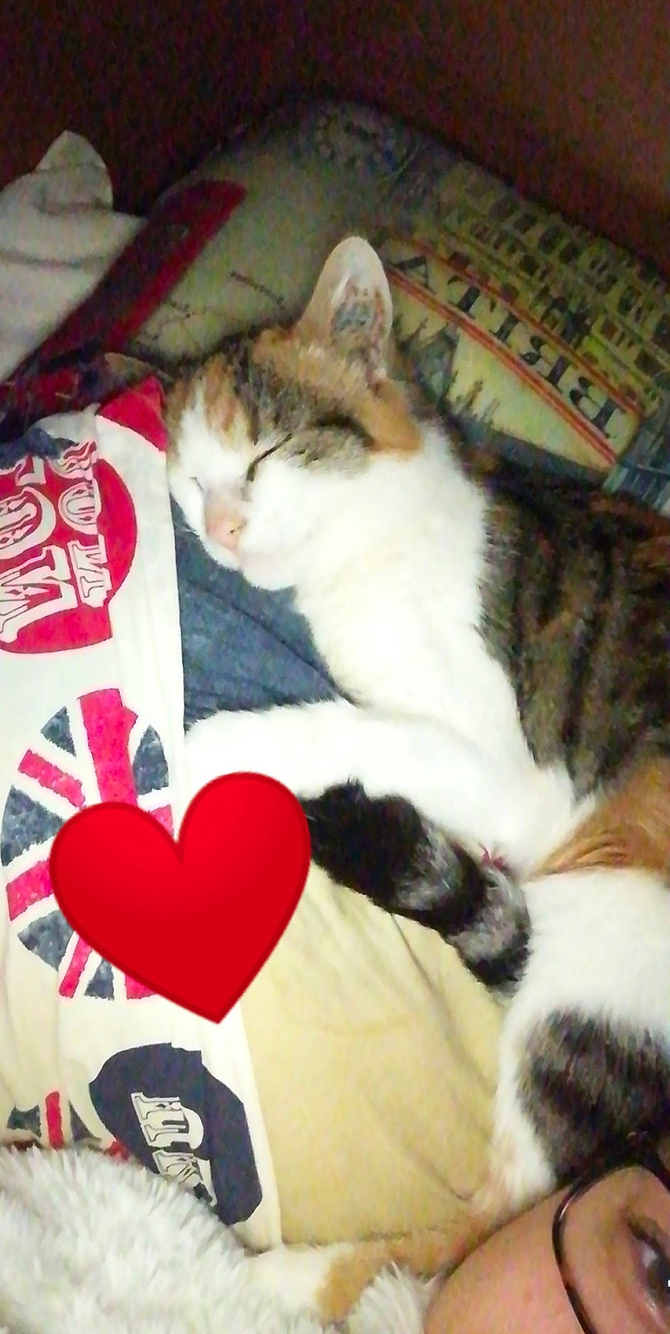 Cheryl participe au concours pour gagner de l'argent avec cette photo : aegean_cat, asian, carnivore, cat, domestic_short_haired_cat, european_shorthair, felidae, fur, kitten, mammal, nap, norwegian_forest_cat, paw, polydactyl_cat, small_to_medium_sized_cats, tail, whiskers