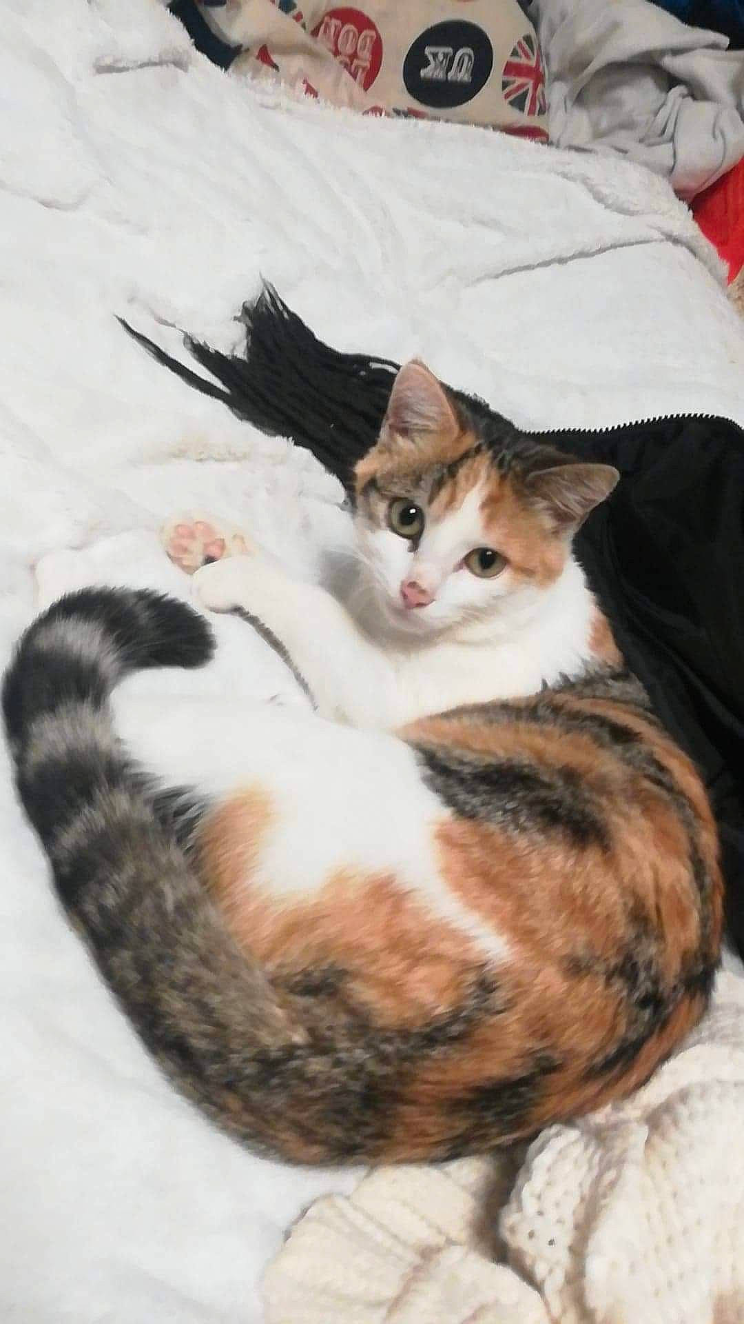 Cheryl participe au concours pour gagner de l'argent avec cette photo : aegean_cat, american_wirehair, carnivore, cat, domestic_short_haired_cat, ear, european_shorthair, felidae, fur, kitten, mammal, small_to_medium_sized_cats, tabby_cat, tail, whiskers