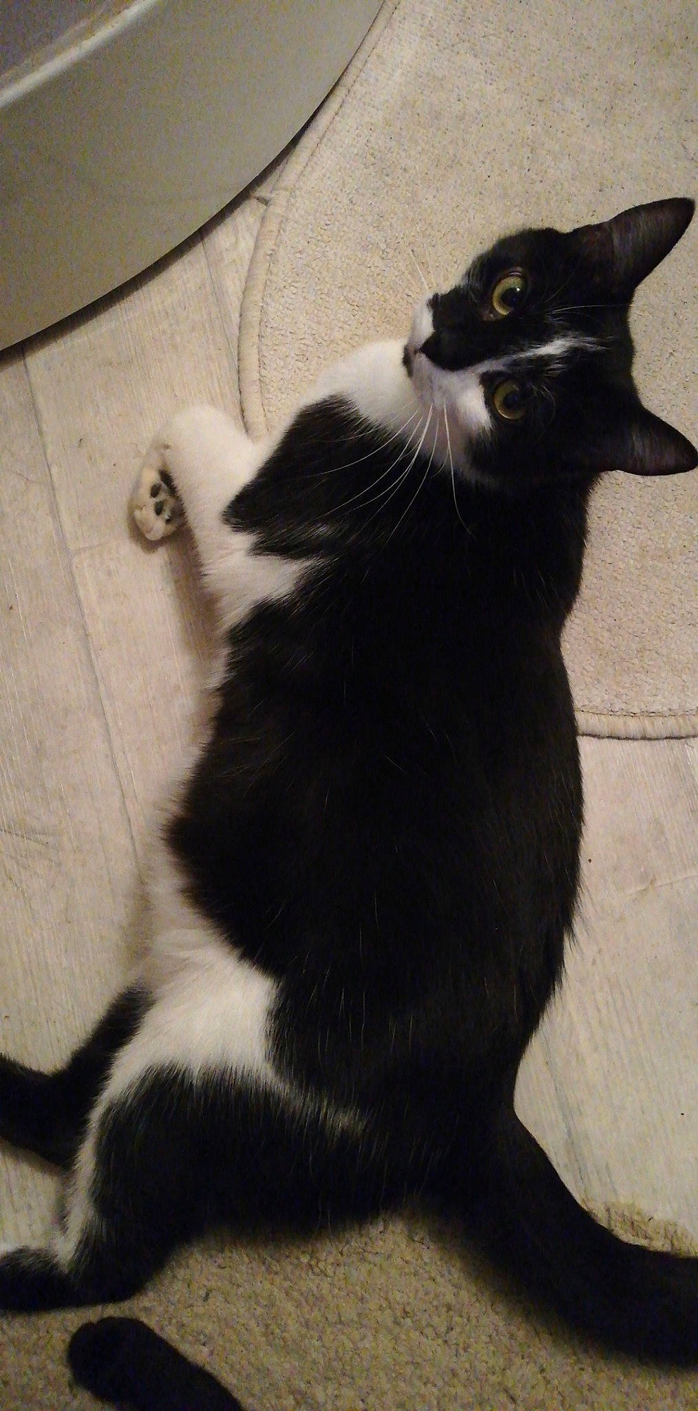 Mira participe au concours pour gagner de l'argent avec cette photo : asian, black, black_and_white, black_cat, carnivore, cat, domestic_short_haired_cat, ear, felidae, fur, kitten, mammal, polydactyl_cat, small_to_medium_sized_cats, tail, whiskers