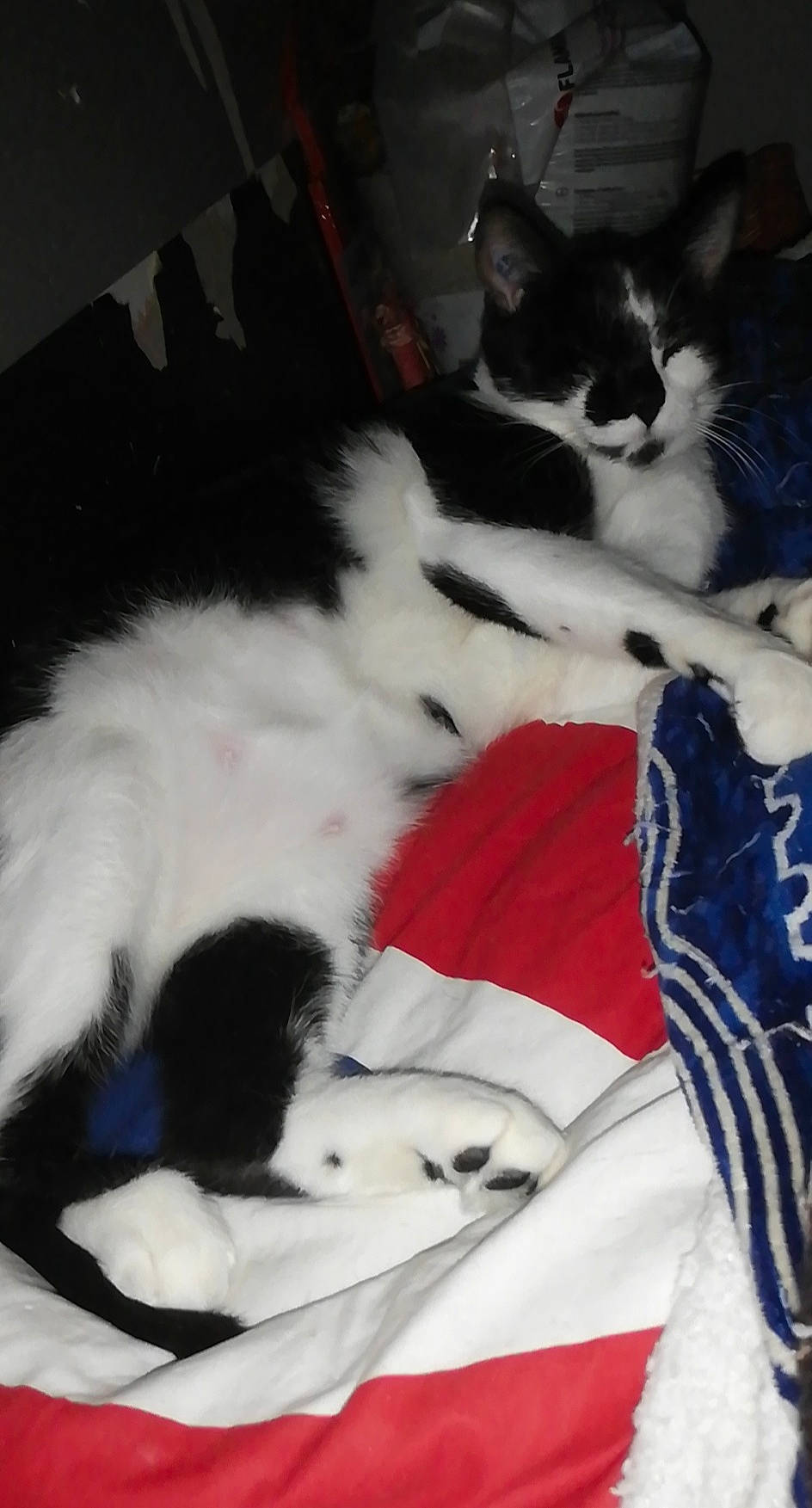 Mira a rejoint le concours — aidez-le/la à gagner de superbes lots ! canidae, carnivore, cat, dog, dog_breed, felidae, kitten, mammal, small_to_medium_sized_cats, sporting_group, tail, whiskers