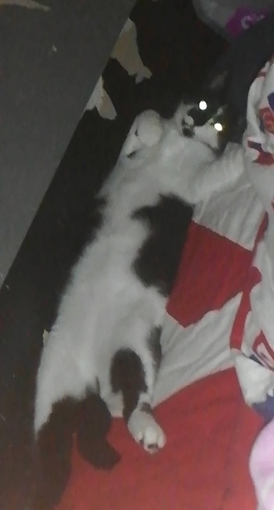 Mira a rejoint le concours — aidez-le/la à gagner de superbes lots ! canidae, carnivore, cat, dog, dog_breed, felidae, fur, kitten, mammal, norwegian_forest_cat, paw, puppy, shih_tzu, small_to_medium_sized_cats, tail, whiskers