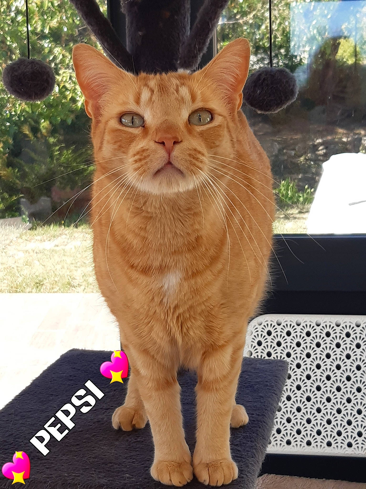 Pepsi participe au concours pour gagner de l'argent avec cette photo : carnivore, cat, claw, couch, domestic_short_haired_cat, eye, fawn, felidae, fur, grass, plant, sitting, small_to_medium_sized_cats, snout, tail, terrestrial_animal, tree, whiskers, wood