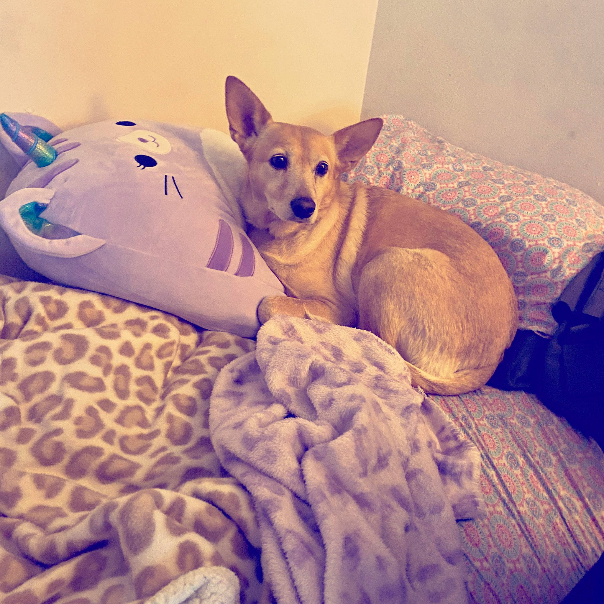 Sugar Bear joined the competition — help win amazing prizes! bedding, canidae, carnivore, comfort, companion_dog, dog, dog_breed, fawn, felidae, fur, happy, linens, paw, snout, sporting_group, square, terrestrial_animal, toy_dog, whiskers, working_animal