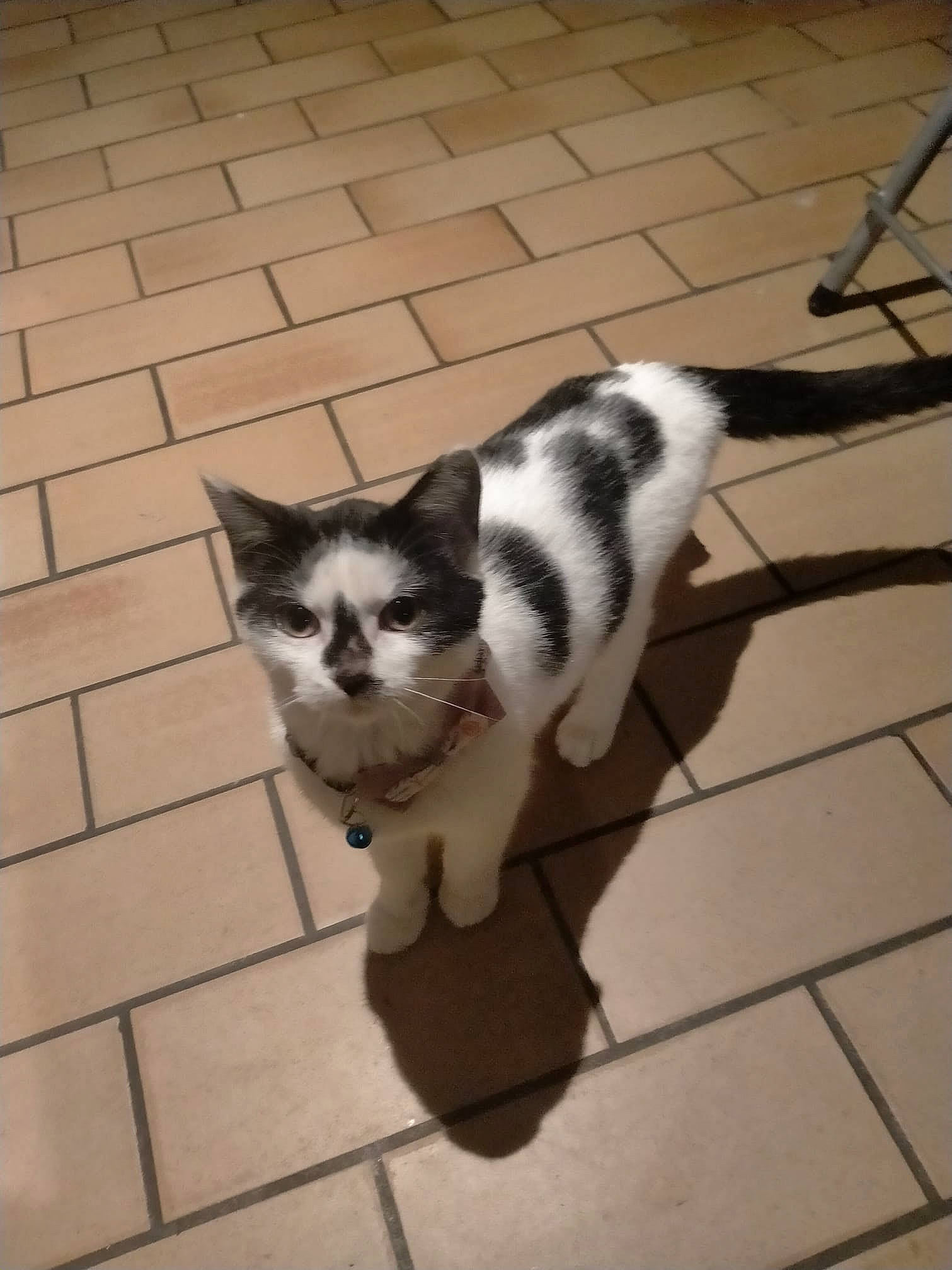 Shiva a rejoint le concours — aidez-le/la à gagner de superbes lots ! canidae, carnivore, cat, domestic_short_haired_cat, felidae, floor, flooring, foot, fur, human_leg, line, monochrome, monochrome_photography, paw, sitting, small_to_medium_sized_cats, snout, tail, whiskers, window